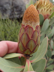 Protea glabra