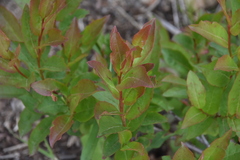 Vaccinium membranaceum