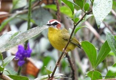 Basileuterus delattrii