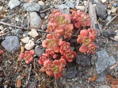 Sedum oreganum