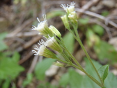 Ageratina rothrockii