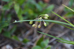 Callisia graminea
