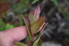 Vaccinium membranaceum