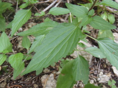 Ageratina rothrockii