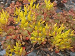 Sedum oreganum