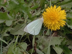 Leptophobia aripa