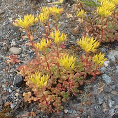 Sedum oreganum