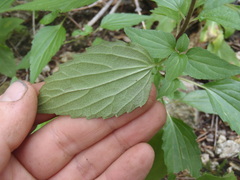 Ageratina rothrockii