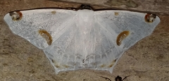 Sericoptera