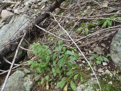 Ageratina rothrockii
