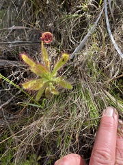Drosera hilaris
