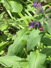 Pulmonaria officinalis