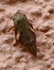 Aphrophora alni