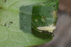 Gracillaria syringella