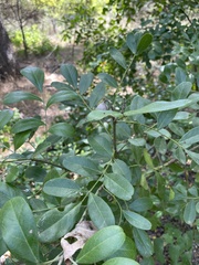 Styphnolobium affine