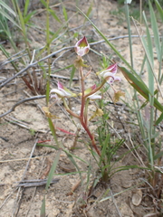 Disa spathulata spathulata