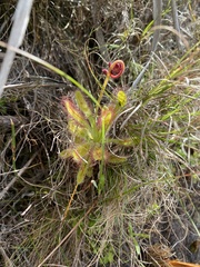 Drosera hilaris