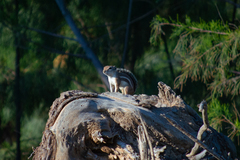 Ammospermophilus leucurus