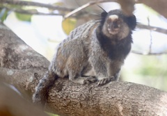 Callithrix penicillata