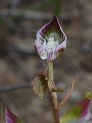 Disa spathulata spathulata