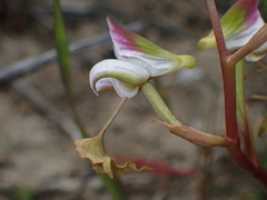Disa spathulata spathulata
