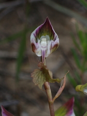 Disa spathulata spathulata