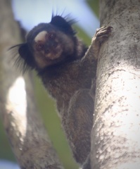 Callithrix penicillata