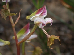 Disa spathulata spathulata