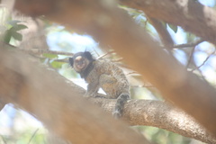 Callithrix penicillata