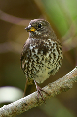 Passerella iliaca