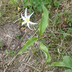 Erythronium montanum