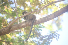 Callithrix penicillata