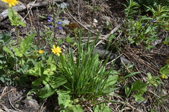 Vahlodea atropurpurea