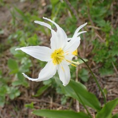 Erythronium montanum