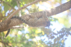 Callithrix penicillata