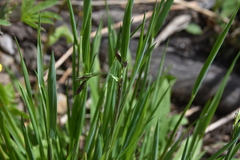 Vahlodea atropurpurea