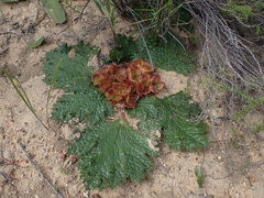 Arctopus monacanthus