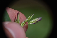 Vahlodea atropurpurea