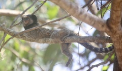 Callithrix penicillata