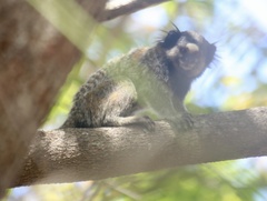 Callithrix penicillata