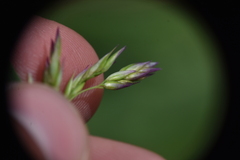 Vahlodea atropurpurea