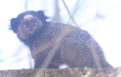 Callithrix penicillata