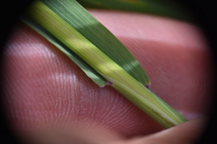 Vahlodea atropurpurea