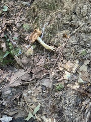 Lactarius subplinthogalus