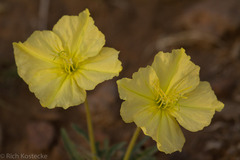 Oenothera brachycarpa