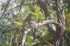 Callithrix penicillata