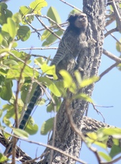 Callithrix penicillata