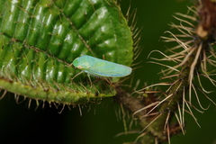 Gypona melanota