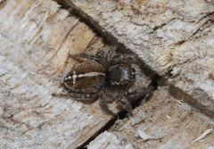 Pellenes tripunctatus
