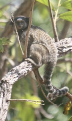 Callithrix penicillata